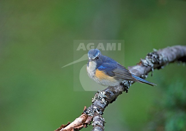 Adult male Red-flanked Bluetail perched on branch; Volwassen man Blauwstaart zittend op een tak stock-image by Agami/Markus Varesvuo,