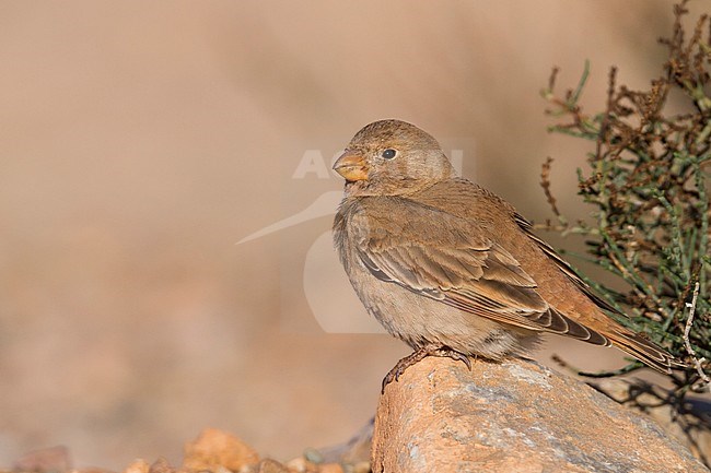 Trumpeter Finch - WÃ¼stengimpel - Bucanetes githagineus ssp. zedlitzi, Morocco stock-image by Agami/Ralph Martin,