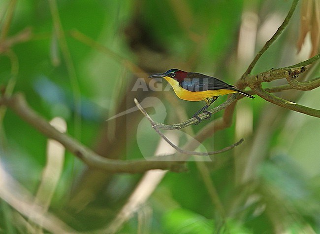 Male Elegant Sunbird (Aethopyga duyvenbodei) on the island of Sangihe, north of Sulawesi, Indonesia. stock-image by Agami/James Eaton,