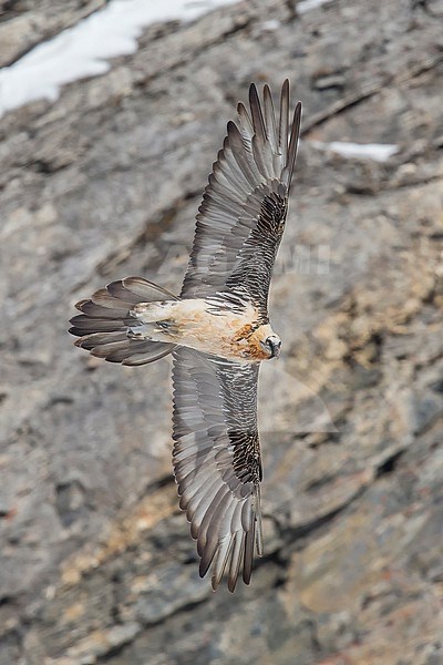 Adult  Bearded Vulture (Gypaetus barbatus) flying in front of brouwnish clifs in the swiss alps. stock-image by Agami/Marcel Burkhardt,