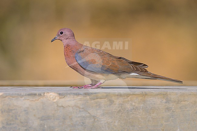 Laughing Dove, Spilopelia senegalensis, perched on a trough. stock-image by Agami/Sylvain Reyt,