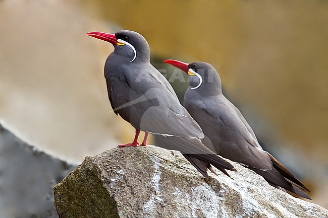 Inca Tern Pair in Peru. Perched on rocks along the coast. stock-image by Agami/Dubi Shapiro,