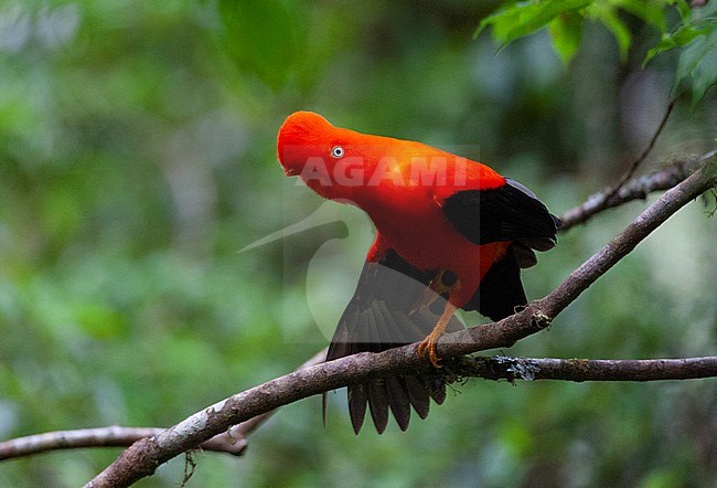 Male Andean Cock-of-the-rock (Rupicola peruvianu) at its lek in the cloud forest of Manu National Park on the east Andean slope in Peru. stock-image by Agami/Marc Guyt,