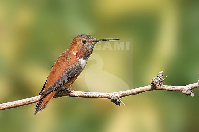 Adult male
Riverside Co., CA
April 2022 stock-image by Agami/Brian E Small,