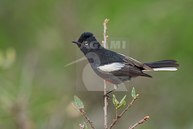 Adult
Coahuila, Mexico
May 2022 stock-image by Agami/Brian E Small,