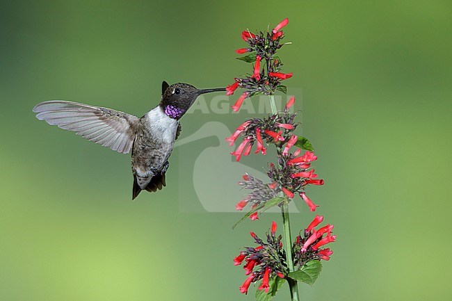 Adult male Black-chinned Hummingbird (Archilochus alexandri) in flight against a green natural background in Brewster County, Texas, USA. Foraging on small red flowers. stock-image by Agami/Brian E Small,