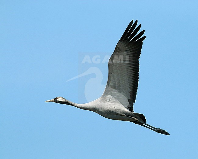 Common crane (Grus grus), third calender year in flight, seen from the side, showing under wing. stock-image by Agami/Fred Visscher,