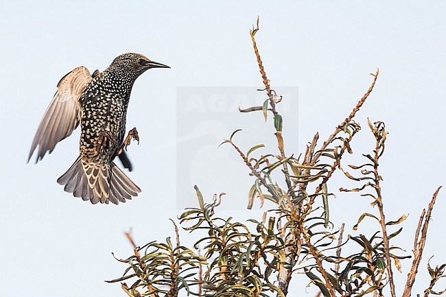 Common Starling - Star - Sturnus vulgaris vulgaris, Germany, adult winter plumage stock-image by Agami/Ralph Martin,