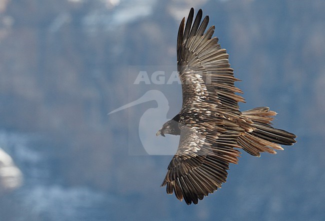 Onvolwassen Lammergier in vlucht; Immature Bearded Vulture in flight stock-image by Agami/Markus Varesvuo,