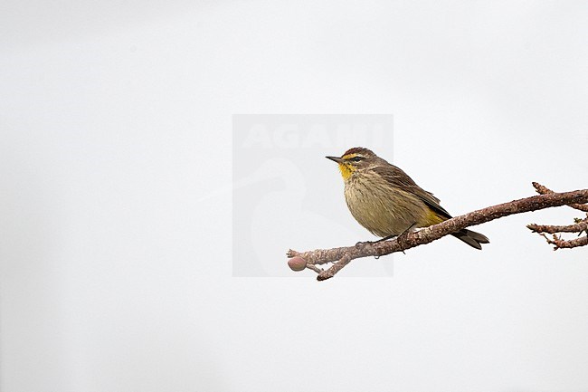 Palm Warbler (Setophaga palmarum) perched on a branch during spring migration at Biscayne NP, Florida, USA stock-image by Agami/Helge Sorensen,