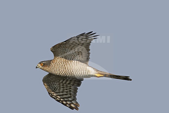 Sperwer in vlucht; Sparrowhawk in flight stock-image by Agami/Markus Varesvuo,