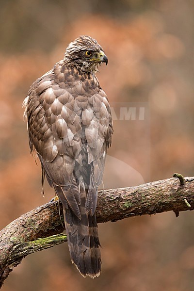 havik achterom kijkend; northern goshawk looking over the shoulder stock-image by Agami/Walter Soestbergen,