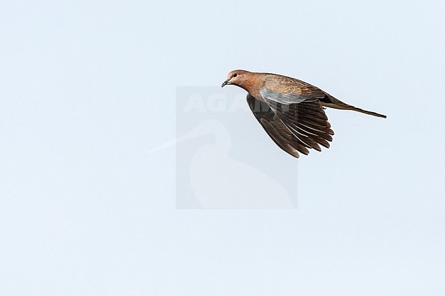 Laughing Dove (Streptopelia senegalensis) in Israel. stock-image by Agami/Marc Guyt,