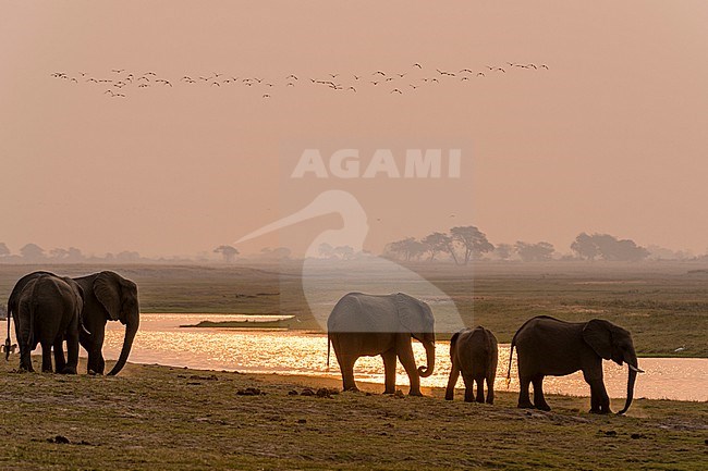 A herd of African elephants, Loxodonta africana, along the banks of Chobe River at sunset. Chobe National Park, Botswana. stock-image by Agami/Sergio Pitamitz,