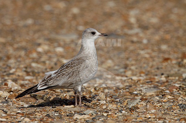 Stormmeeuw onvolwassen staand; Mew Gull juvenile perched stock-image by Agami/Chris van Rijswijk,