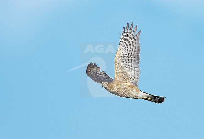 Adult male Sharp-shinned Hawk (Accipiter striatus) in flight against a blue sky as background in Chambers County, Texas, USA, during autumn migration. stock-image by Agami/Brian E Small,