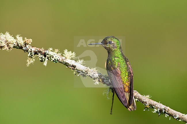 Bruinstaart-hoornkolibrie zittend op een tak in Rio Blanco; Buff-tailed Coronet perched on a branch in Rio Blanco, Colombia stock-image by Agami/Marc Guyt,