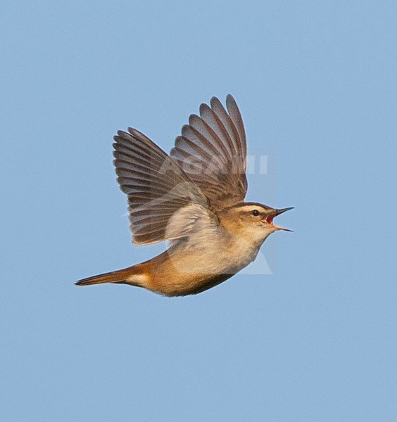 Rietzanger; Sedge Warbler (Acrocephalus schoenobaenus) stock-image by Agami/Marc Guyt,