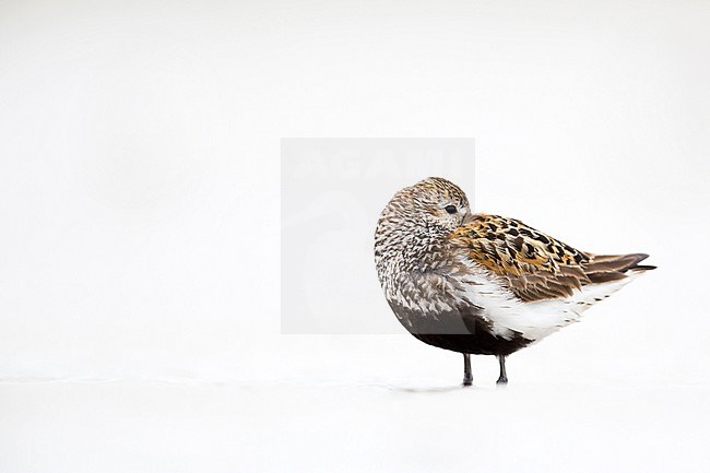 Adult in breeding plumage Dunlin (Calidris alpina) in Wadden Sea of Germany. Sleeping at wader roost. stock-image by Agami/Ralph Martin,