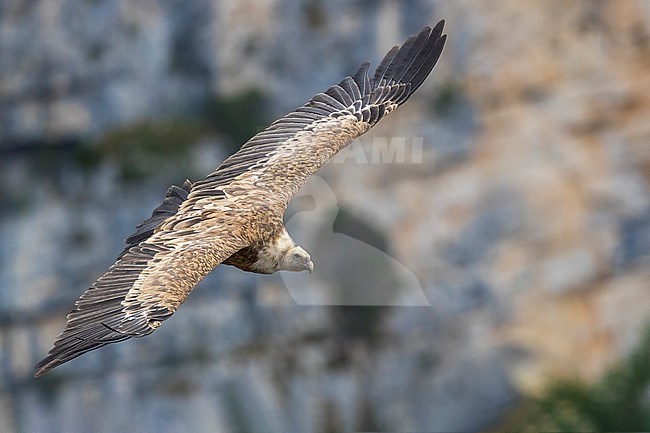 Griffon Vulture; Gyps fulvus stock-image by Agami/Daniele Occhiato,