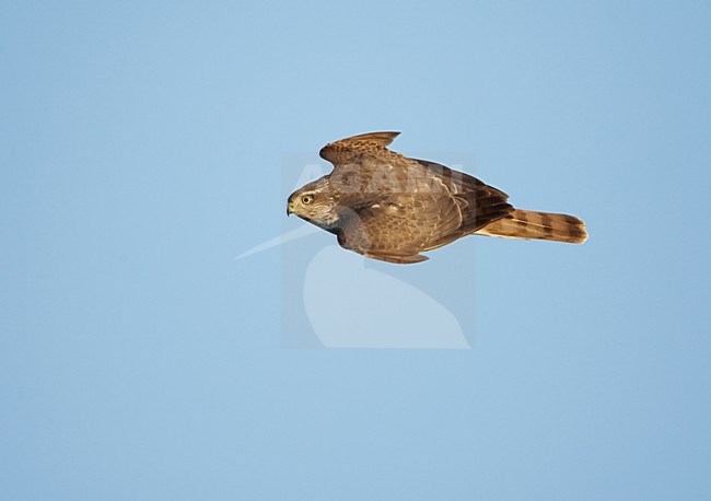 Vrouwtje Sperwer in de vlucht; Female Eurasian Sparrowhawk in flight stock-image by Agami/Markus Varesvuo,