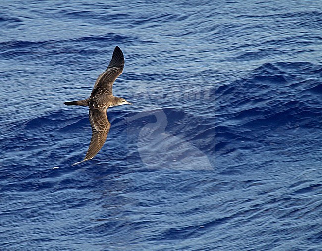 Wedge-tailed Shearwater (Ardenna pacifica) in flight over the southern pacific ocean between Micronesia and Japan. Seen from above with blue ocean surface as a background. stock-image by Agami/Pete Morris,