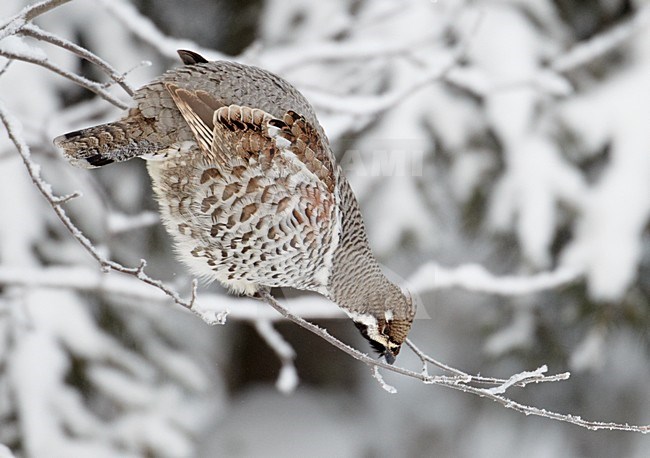 Hazel Grouse ( Bonasia bonasia)Kuusamo Finland February 2011 stock-image by Agami/Markus Varesvuo,