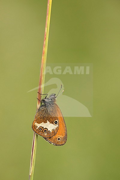 tweekleurig hooibeestje; Pearly Heath; stock-image by Agami/Walter Soestbergen,