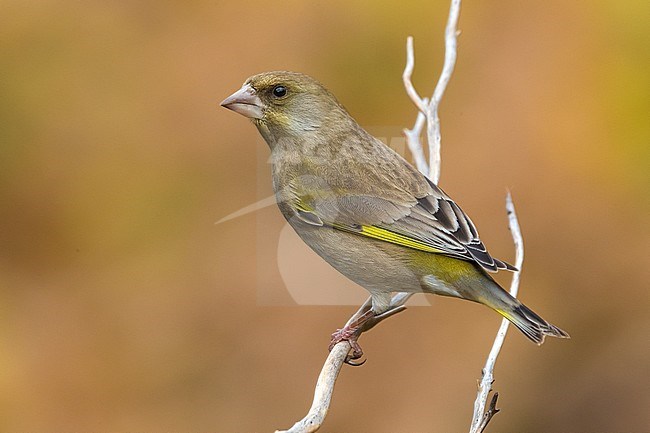 Groenling; Greenfinch; Chloris chloris; Carduelis chloris stock-image by Agami/Daniele Occhiato,