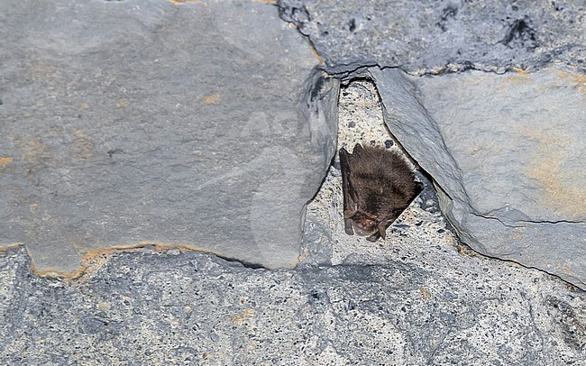 Brown Long-eared Bat (Plecotus auritus) wintering in a tunnel near Yvoir, Namur, Belgium. stock-image by Agami/Vincent Legrand,