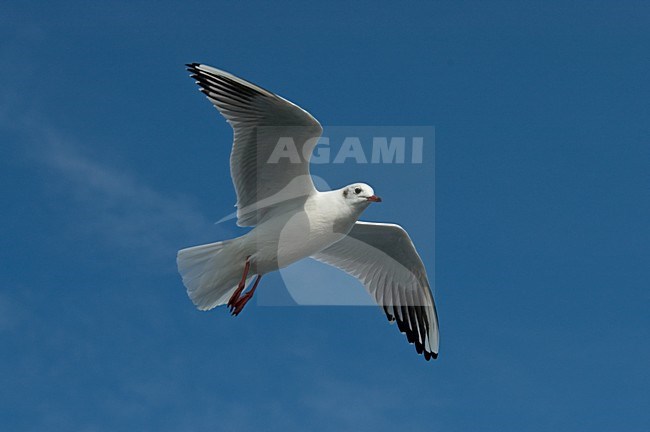 Black-headed Gull adult winterplumage flying, Kokmeeuw volwassen winterkleed vliegend stock-image by Agami/Marc Guyt,