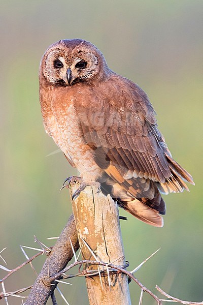 Marsh Owl (Asio capensis tingitanus), adult perched on a post in Morocco stock-image by Agami/Saverio Gatto,