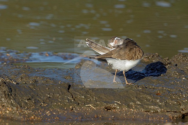 Driebandplevier poetsend, Three-banded Plover cleaning feathers stock-image by Agami/Walter Soestbergen,