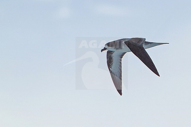 Barau's Petrel (Pterodroma baraui) on Reunion island in the Indian ocean. In flight over the ocean. stock-image by Agami/Dubi Shapiro,