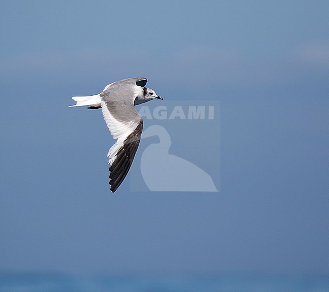 Third-year Sabine's Gull (Xema sabini) in flight over the Atlantic ocean north of Spain. Showing upper wing pattern. stock-image by Agami/Dani Lopez-Velasco,