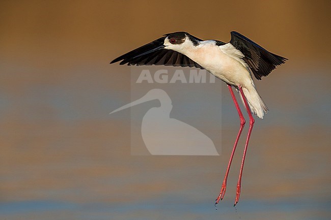 Steltkluut in vlucht; Black-winged Stilt in flight stock-image by Agami/Daniele Occhiato,