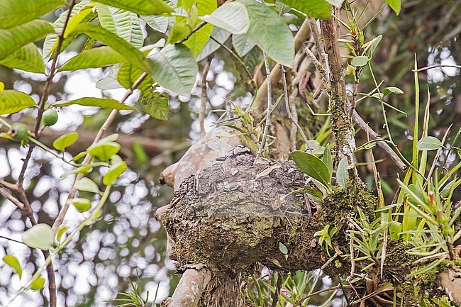 Nest of a Sunbittern (Eurypyga helias) in Costa Rica. stock-image by Agami/Pete Morris,