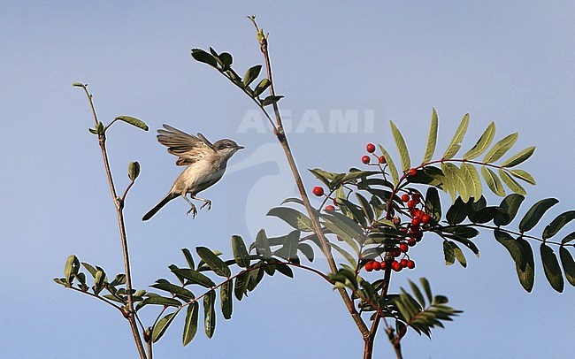 Lesser Whitethroat (Sylvia curruca) hovering in front of small bush. Looking for insects to eat. stock-image by Agami/Helge Sorensen,