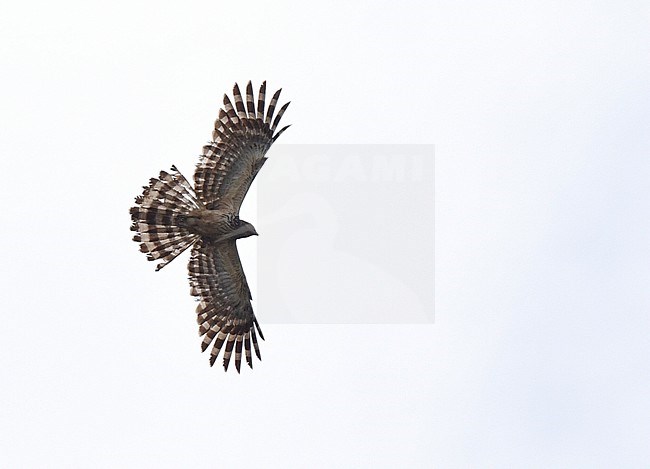 Long-tailed Honey Buzzard (Henicopernis longicauda) on the Indonesia island Waigeo off West Papua. Its natural habitats are subtropical or tropical moist lowland and moist montane forests stock-image by Agami/Laurens Steijn,