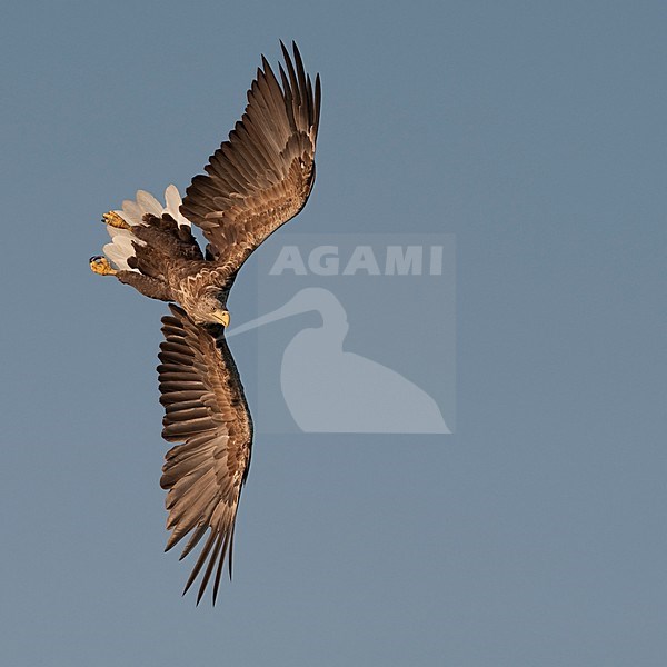 Jagende volwassen Zeearend; Hunting adult White-tailed Eagle stock-image by Agami/Han Bouwmeester,