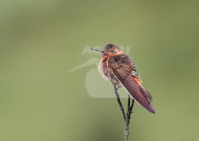 Shining Sunbeam (Aglaeactis cupripennis) perched on top of a twig at Yanacocha on the west andean slope of Ecuador. stock-image by Agami/Laurens Steijn,