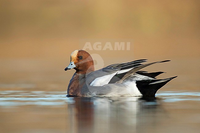 Smient laag standpunt; Eurasian Wigeon low point of view; stock-image by Agami/Walter Soestbergen,