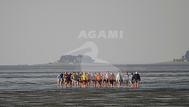 Guided tour in the wadden sea, Germany stock-image by Agami/Ralph Martin,
