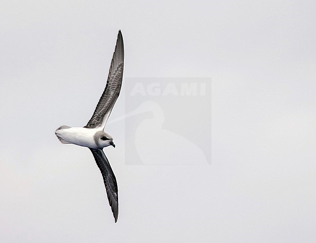 Soft-plumaged Petrel (Pterodroma mollis) in flight over the Pacifcc ocean near Rapa island in French Polynesia. stock-image by Agami/Yann Muzika,