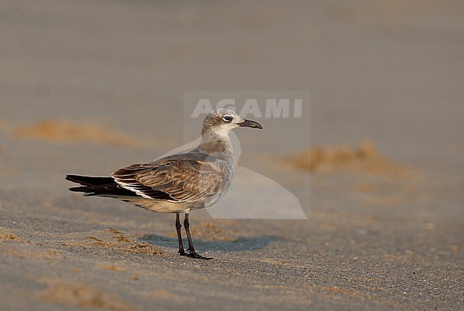 Laughing Gull, Larus atricilla megalopterus, 1stWinter  at Cape May, New Jersey, USA stock-image by Agami/Helge Sorensen,