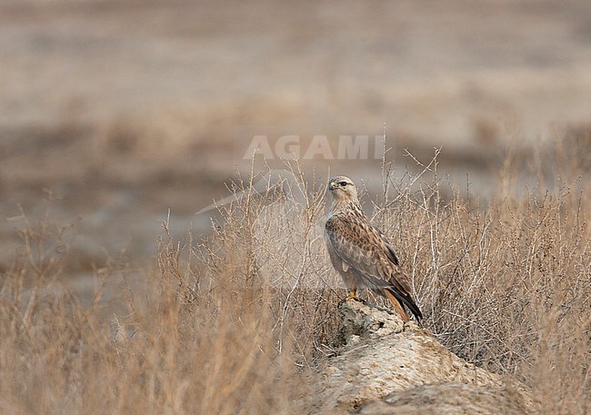 Long-legged Buzzard (Buteo rufinus) standing on the ground in Middle East. stock-image by Agami/Bas van den Boogaard,