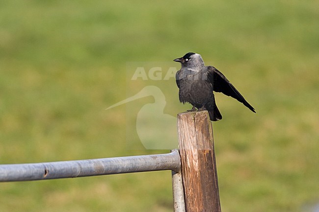 Common Jackdaw sitting; Kauw zittend stock-image by Agami/Marc Guyt,