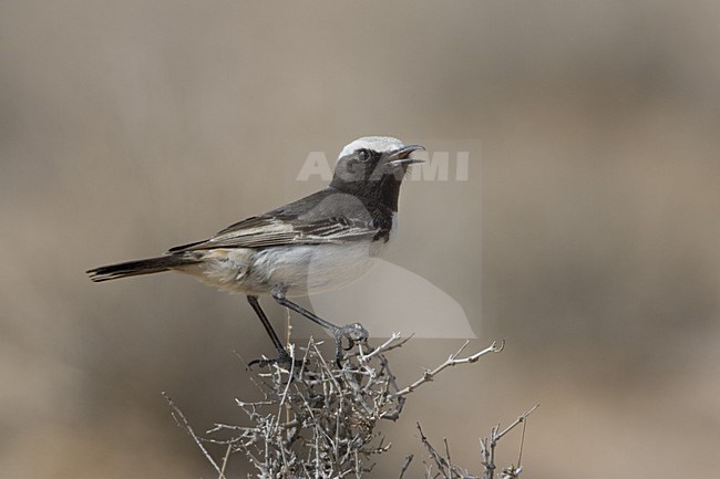 Red-rumped Wheatear male singing on bush, Roodstuittapuit mannetje zingend op struik stock-image by Agami/Daniele Occhiato,