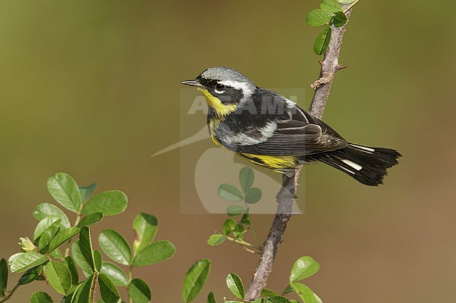 Adult male
Galveston Co., TX
April 2014 stock-image by Agami/Brian E Small,