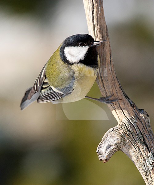 Koolmees zittend op tak, Great Tit perched on a branch stock-image by Agami/Roy de Haas,